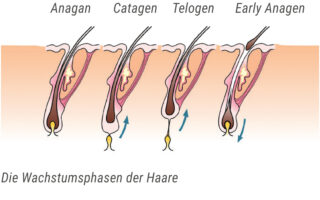 Anita_Winkler_Folder_Laser-Haarentfernung 2024_Wachtumsphasen